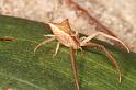 Sidymella_trapezia_D7854_Z_88_North Stradbroke island_Australie